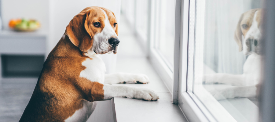 Foto de un perrito viendo a la ventana, su semblante refleja tristeza por estar solo en casa